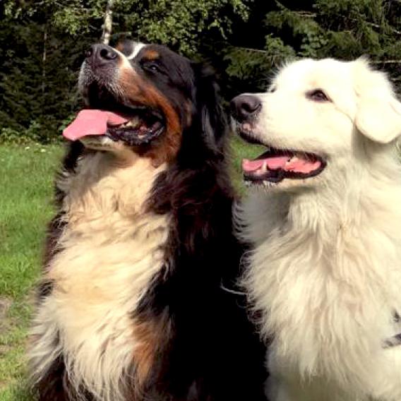 Duo chiens à La Plagne