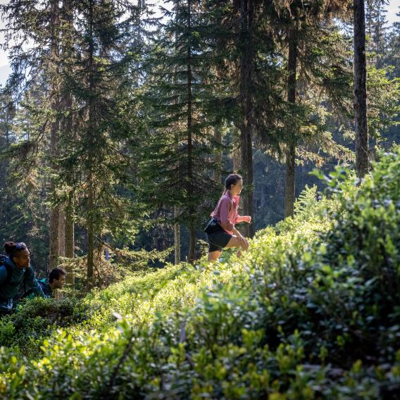 Randonnée en forêt