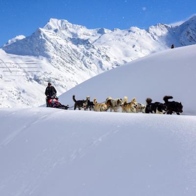 Chiens de traineaux