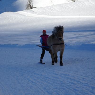 Ski joëring et Activités équestres