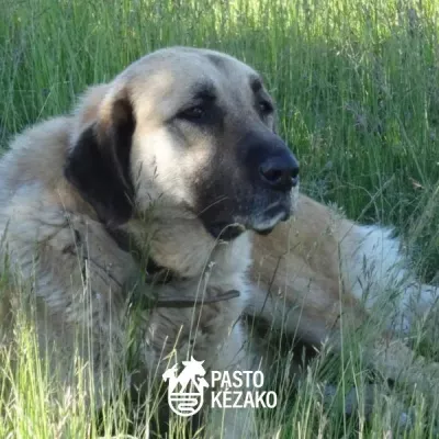 Randonnée dans les alpages : tout ce que vous devez savoir sur les chiens de troupeaux