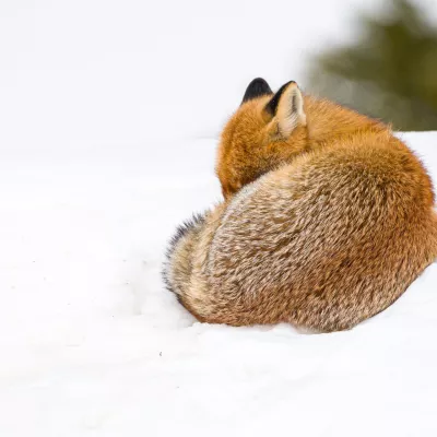 Info ou intox ? Testez vos connaissances sur la faune et la flore de montagne