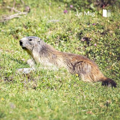 Quel animaux observer dans le parc de la Vanoise ?