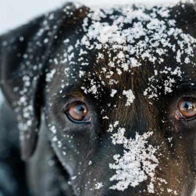 Un séjour au poil avec son chien à la montagne ! Un séjour au poil avec son chien à la montagne !