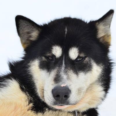 Chien de traineau