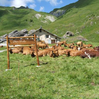 Alpage de Plan Pichu - Vallée de la Plagne
