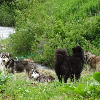 Cani-rando
