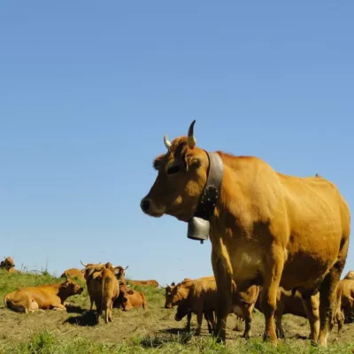 Films d'en Haut - Terres du ciel, Cueilleurs d'alpages et Raclette kirghize_Champagny-en-Vanoise