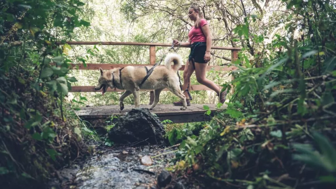 Cani Rando Montalbert