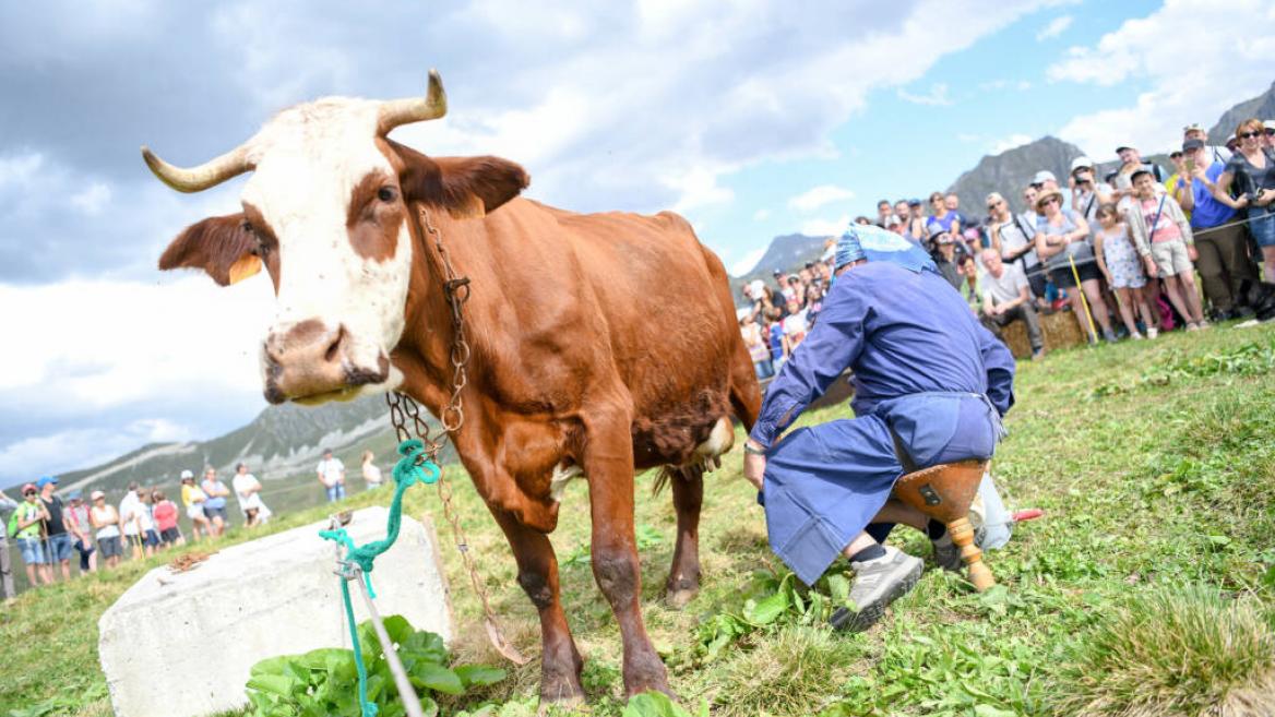 Traite d'une vache