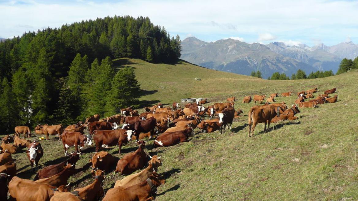 Vaches tarines Vaches tarines
