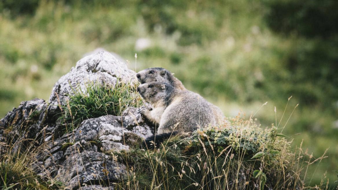 Parc national de la Vanoise