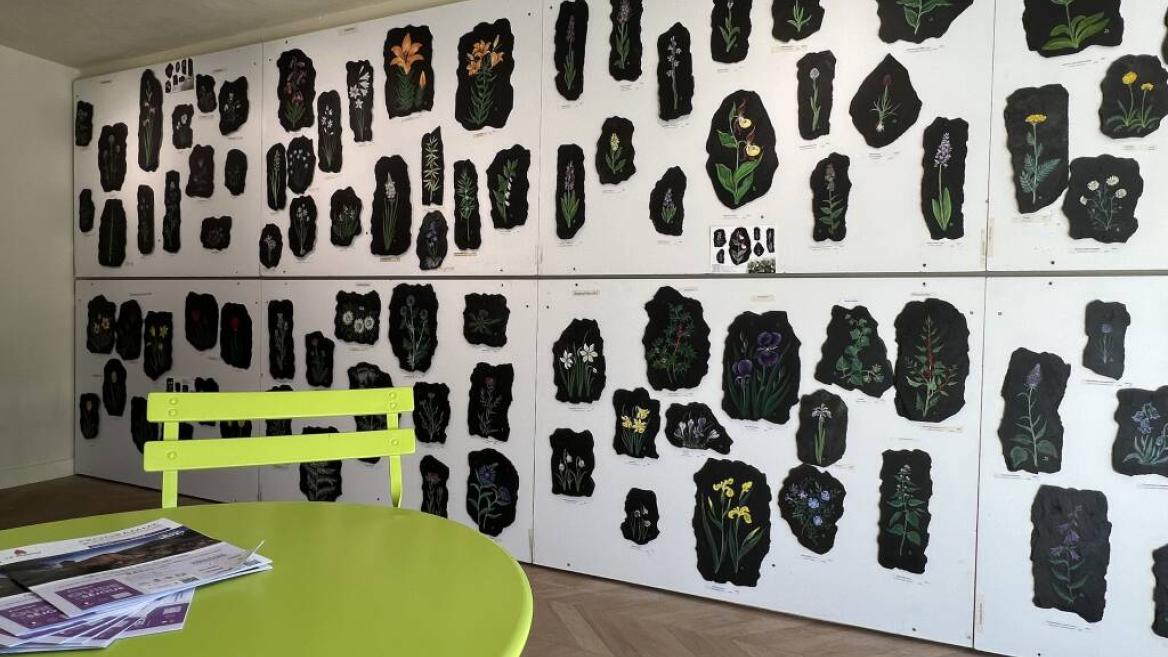 Exposition | Fleurs des Alpes peintes sur ardoise_Aime-la-Plagne