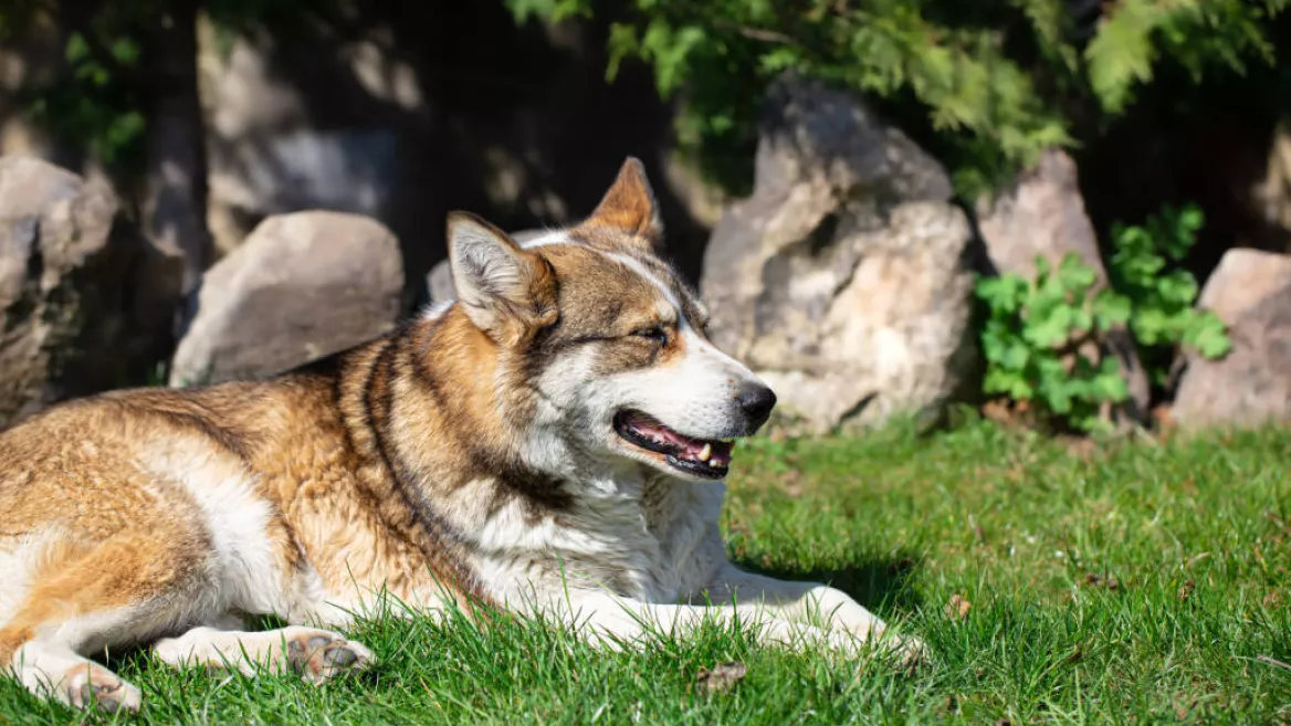 Atelier de médiation animale_Aime-la-Plagne