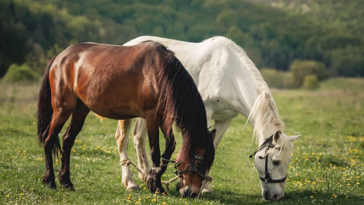 Les balades à cheval de Granier_Aime-la-Plagne