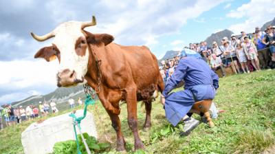 Traite d'une vache