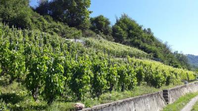 Route des vignes