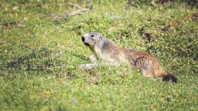 Marmottes