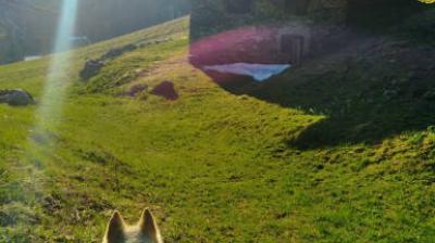 Cani rando : Les balcons des Coches