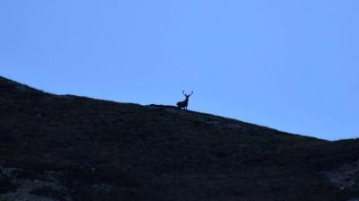 Brame du cerf