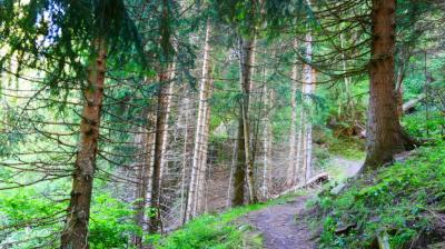 Forêt