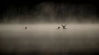 Cinéma | Le chant des forêts_Aime-la-Plagne