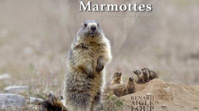 Projection du film "Le Clan des Marmottes"_Plagne-Montalbert