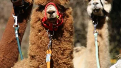 Une partie de notre troupeau