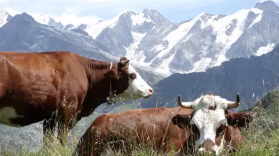 Projection cinéma | Terres du ciel, cueilleurs d'alpages_Plagne-Montalbert