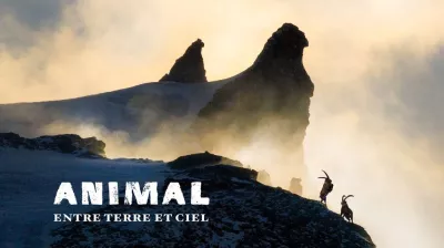 Projection LAPIED : "ANIMAL - Entre Terre et Ciel" | Cinéma de montagne_Plagne-Montalbert