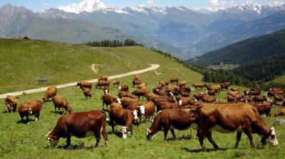 Sentier des alpagistes