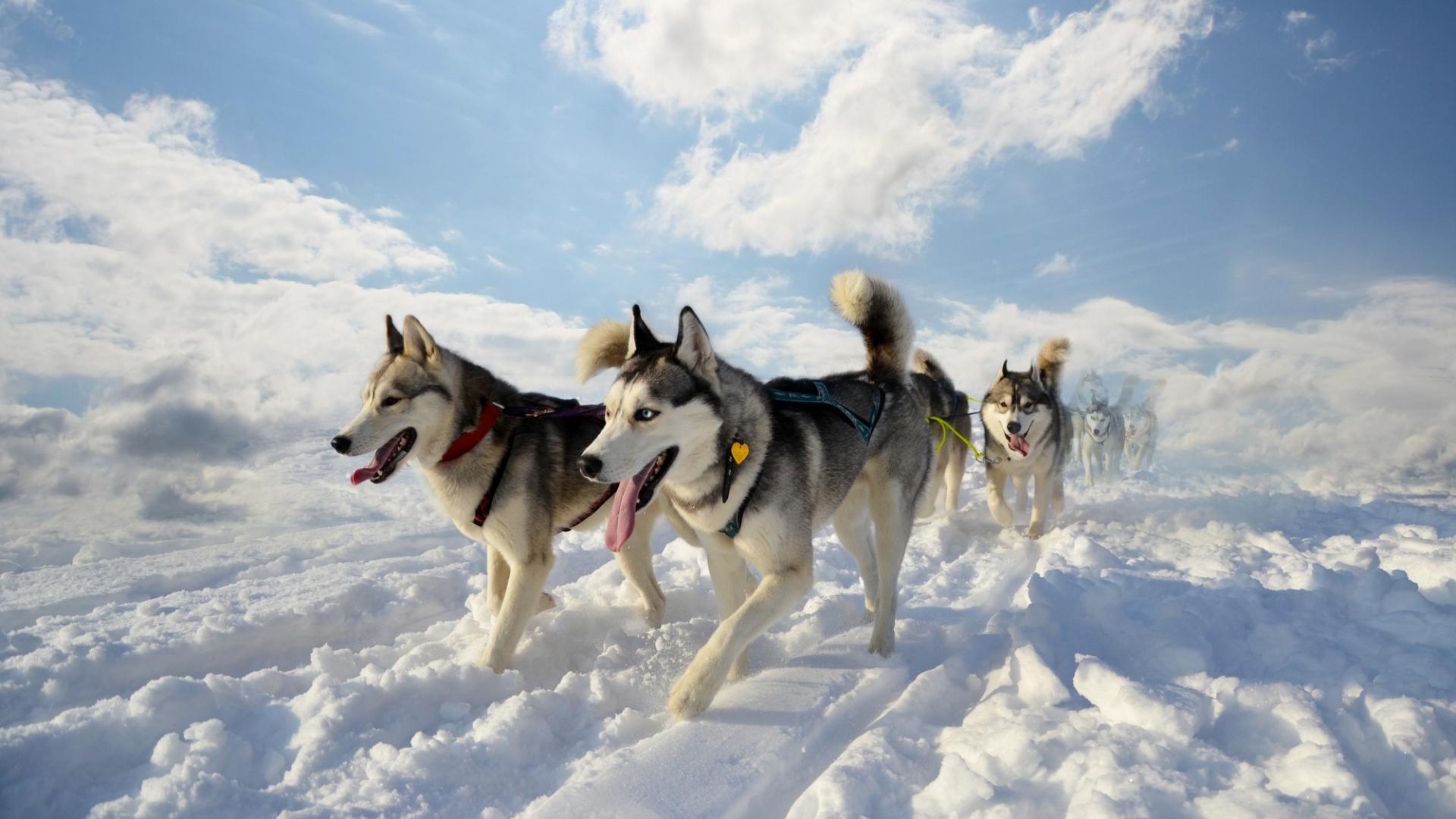 Chiens de traineaux dans la neige