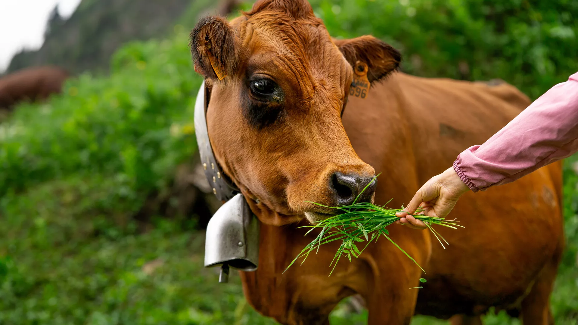 A la rencontre des troupeaux de vaches