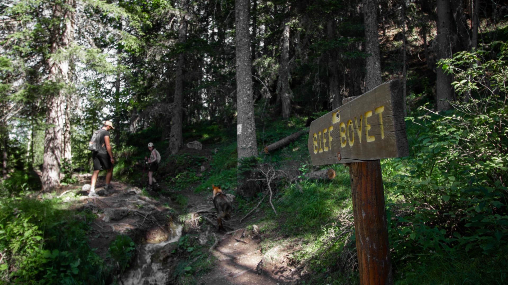 Chemin du bief bovet en été