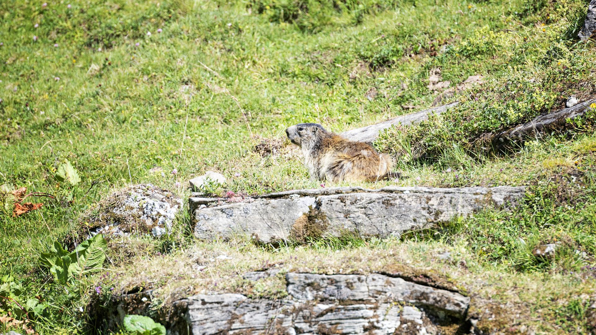Marmotte à La Plagne Champagny en Vanoise
