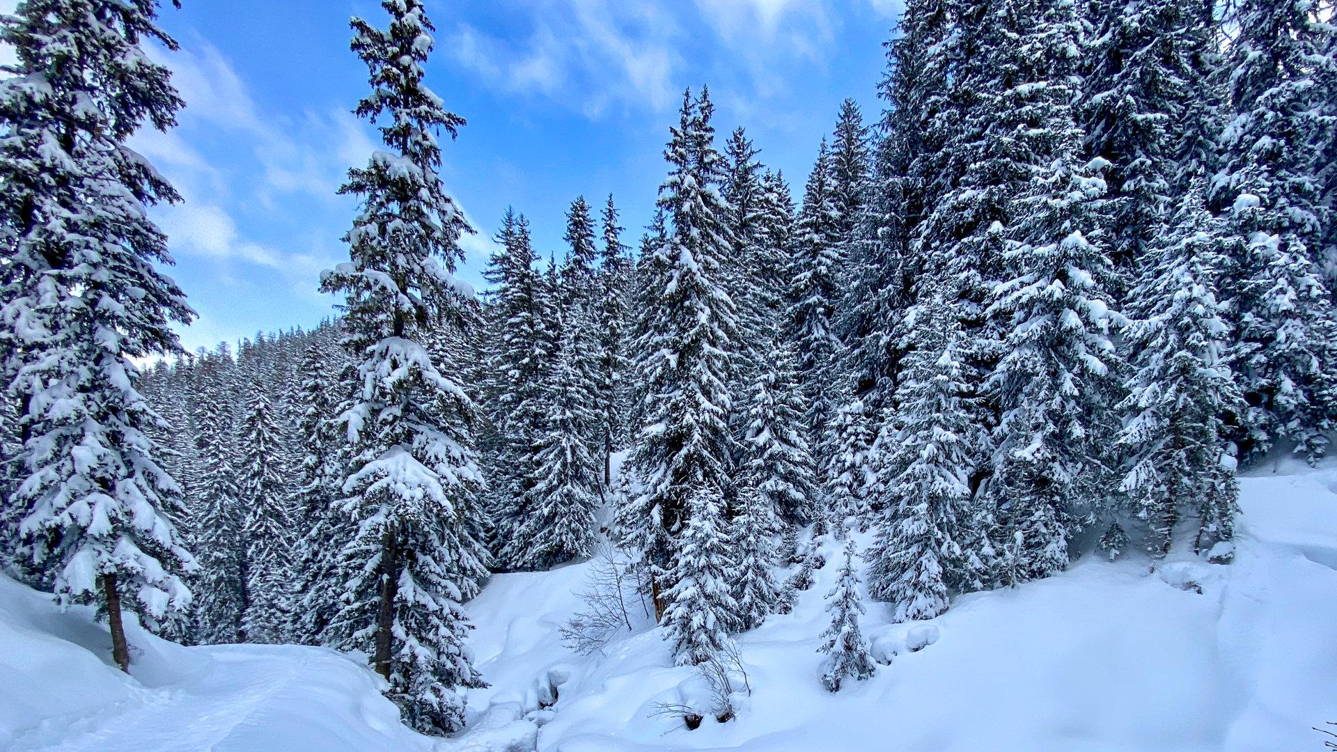 Sapin enneigés à La Plagne