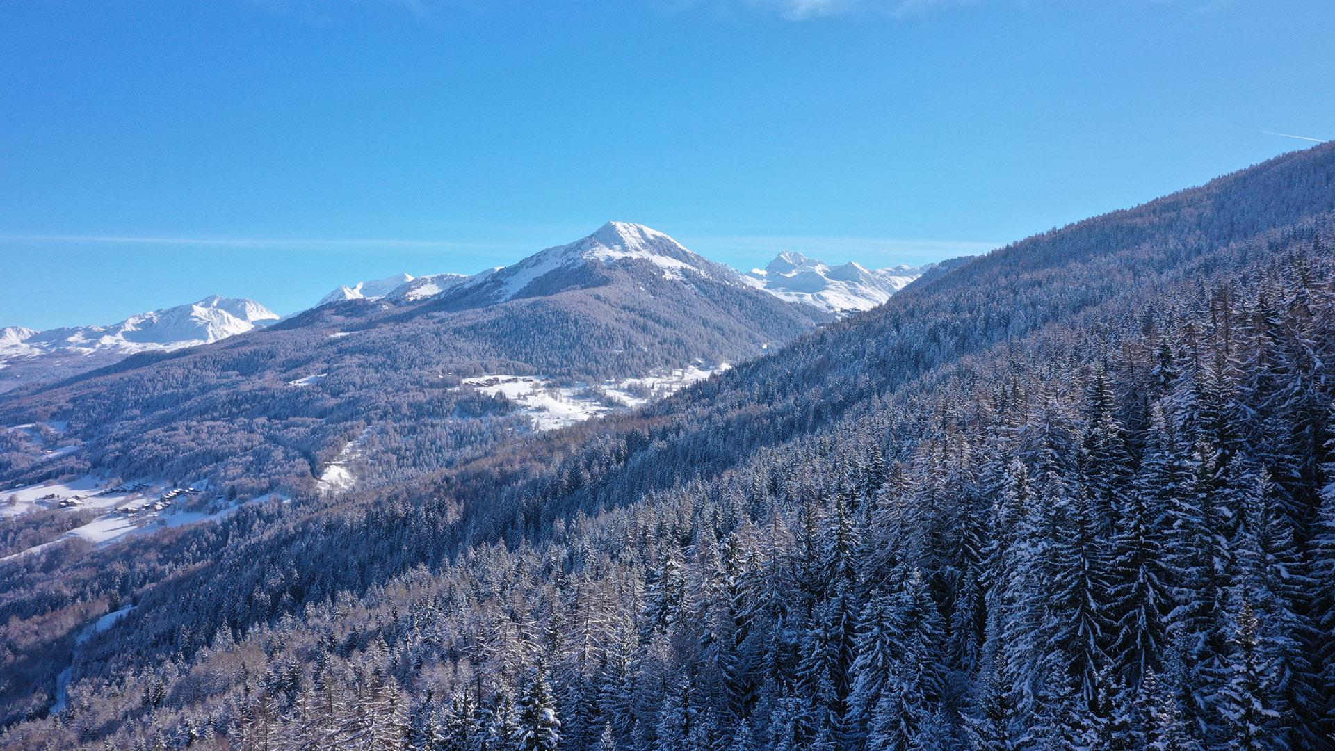 Sapins enneigés à La Plagne
