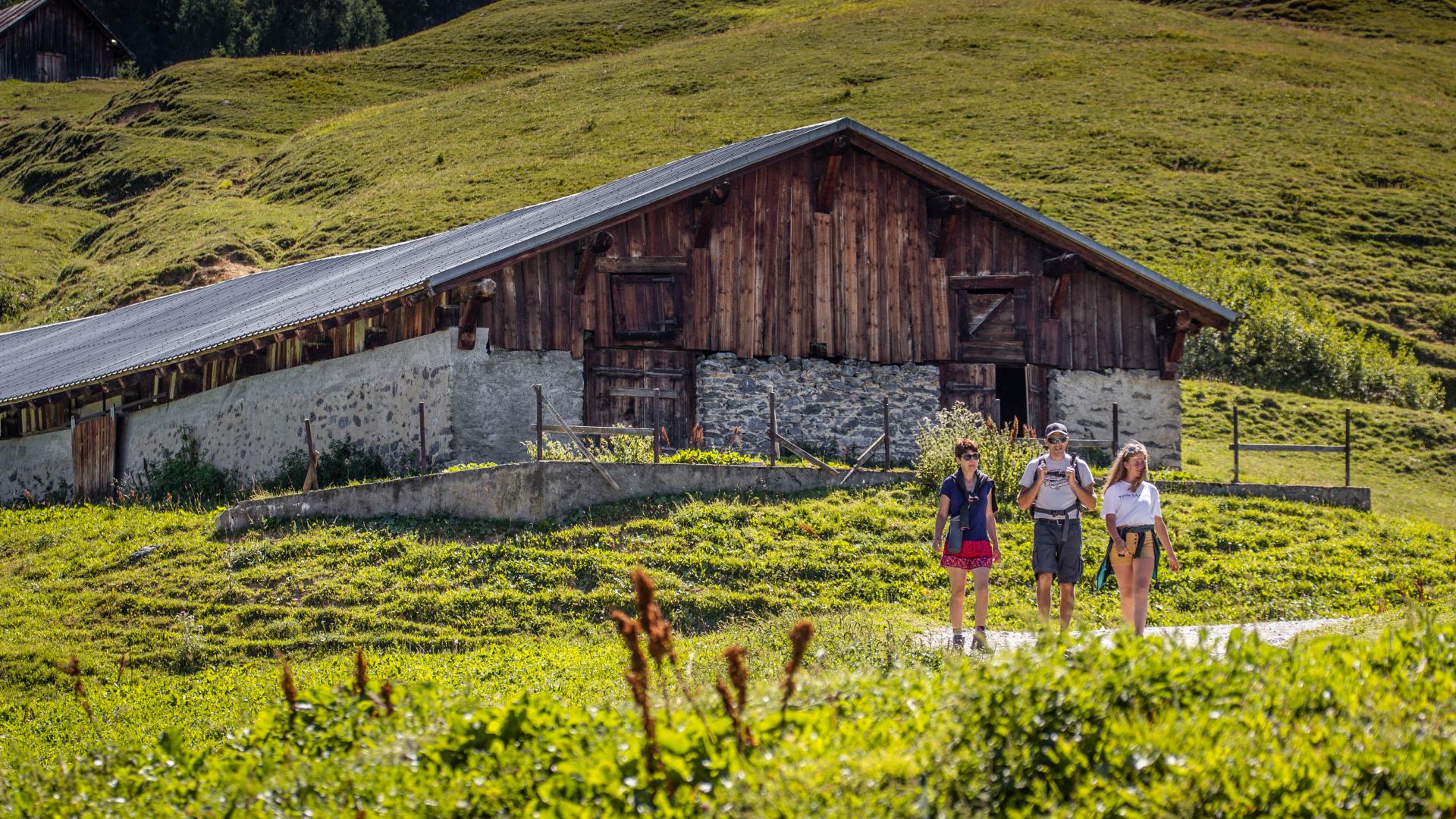 En balade dans les alpages de Montalbert