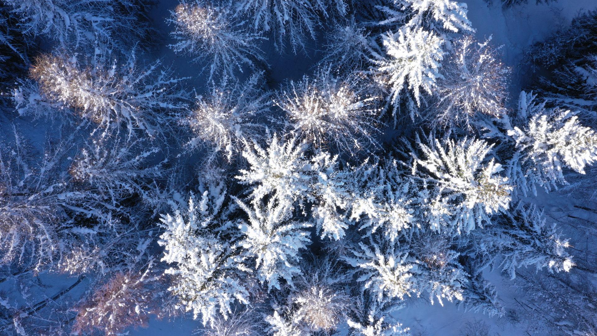 Sapins enneigés à La Plagne