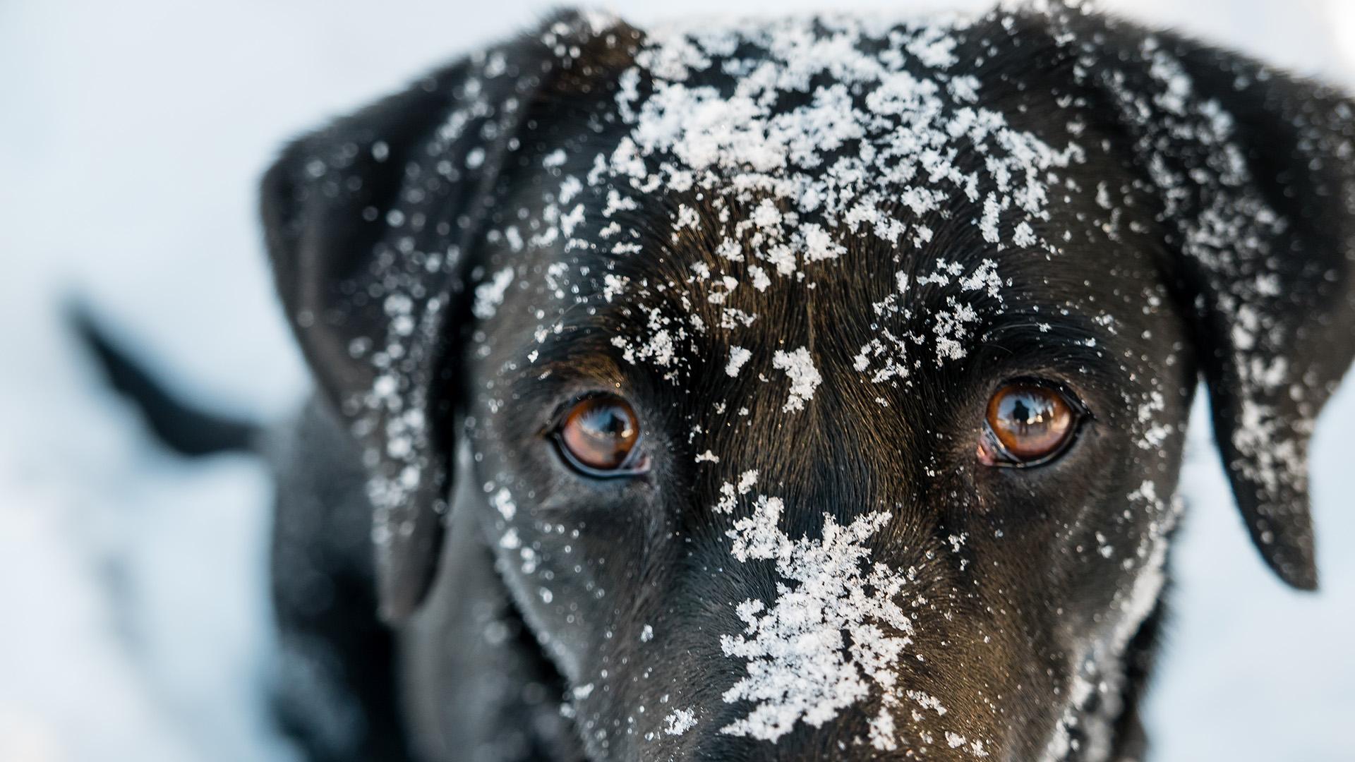 Chien dans la neige