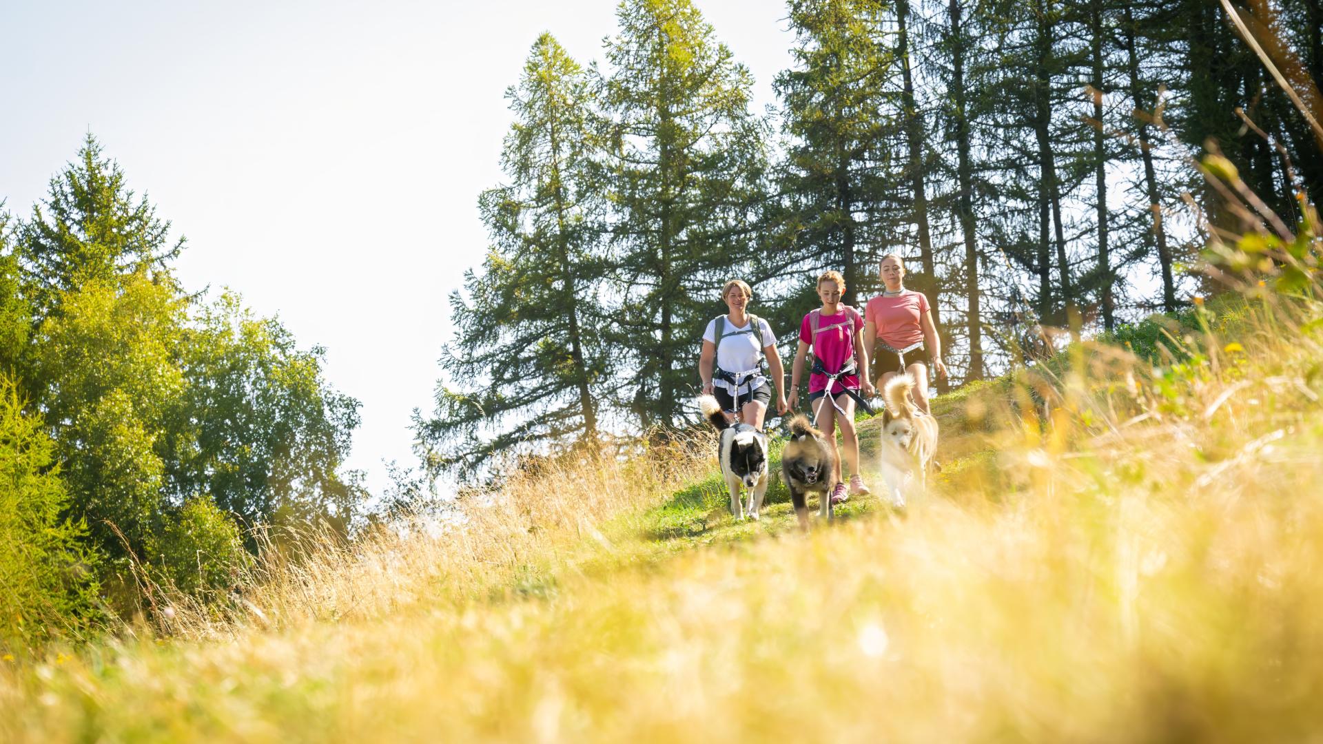 montalbert-cani-randos-chiens-©JNJ_PHOTO