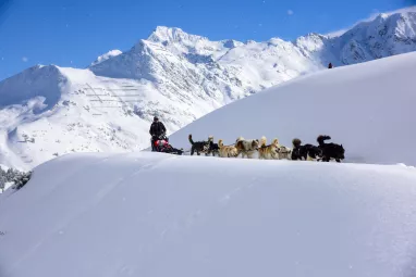 Balade en chiens de traineaux à La Plagne Balade en chiens de traineaux à La Plagne