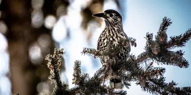 Cassenoix_mouchete-JNJ_Photo