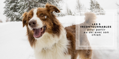 Balades avec son chien à La Plagne