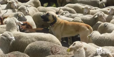 MAG-©pastokezako-chiens-de-protection MAG-©pastokezako-chiens-de-protection