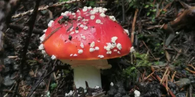 MAG-champignon MAG-champignon