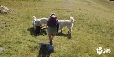 MAG-chien-de-compagnie-4-©pastokezako