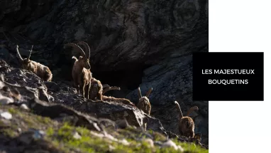 bouquetins bouquetins
