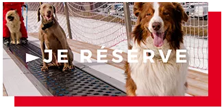 Ecole de ski canine La Plagne - je reserve