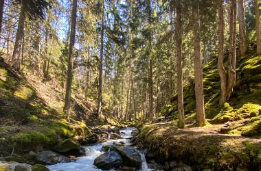 Forêt La Plagne